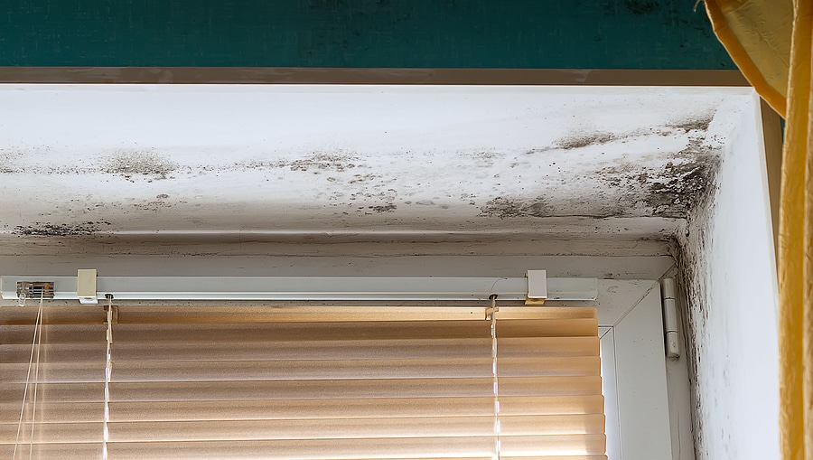 The Dangers Of Damp & Mould-AEG Cleaning Services