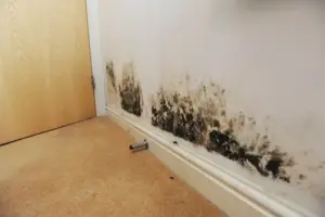 The Dangers Of Damp & Mould AEG Cleaning Services