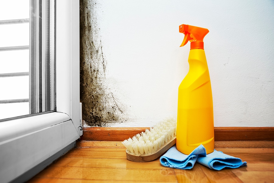 Equipment to clean Black Mould and windows