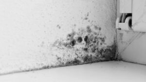 Black Mould AEG cleaning Services